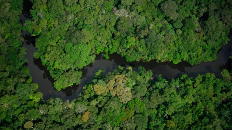 Dia da Amazônia promove reflexões sobre a preservação da floresta